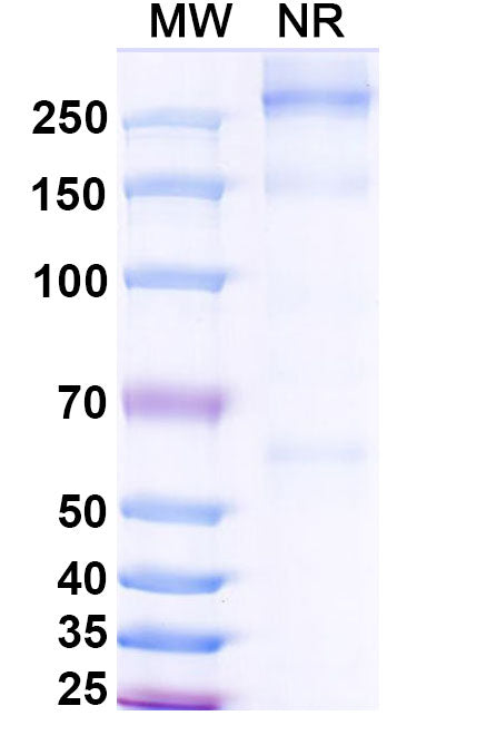 Research Grade Asfotase alfa – Figure 1 of 1