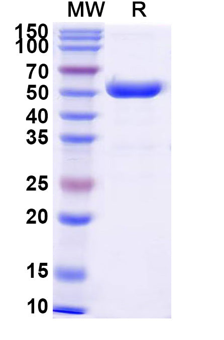 Recombinant Human CD32AFCGR2A Protein, C-Fc
