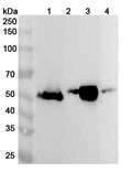 Western blot analysis was performed using anti-AMY2A polyclonal antibody at 1ug/mL on various samples.
Lane 1: Mouse pancreas lysate
Lane 2: Mouse small intestine lysate
Lane 3: Rat pancreas lysate
Lane 4: Rat small intestine lysate