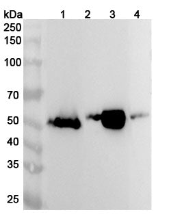 Western blot analysis was performed using anti-AMY2A polyclonal antibody at 1ug/mL on various samples.
Lane 1: Mouse pancreas lysate
Lane 2: Mouse small intestine lysate
Lane 3: Rat pancreas lysate
Lane 4: Rat small intestine lysate
