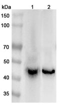 Western blot analysis was performed using anti-ATP1B1 polyclonal antibody at 1μg/ml on various samples.
Lane 1: Mouse brain lysate
Lane 2: Rat brain lysate