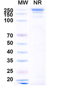 Anti-Human CD117/c-kit Reference Antibody (Barzolvolimab) – Figure 1 of 2