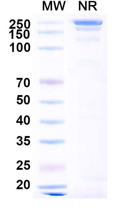 Anti-Human CD117/c-kit Reference Antibody (Barzolvolimab) – Figure 1 of 2