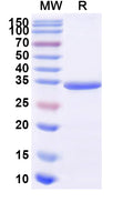 Recombinant Human CD117/KIT Protein, C-Fc