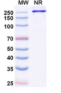 Anti-Human CD117/c-kit Reference Antibody (Eglatoprutug) – Figure 1 of 1
