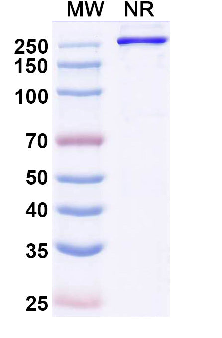 Anti-Human CD117/c-kit Reference Antibody (Eglatoprutug) – Figure 1 of 1