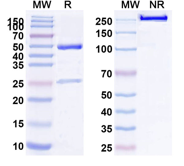 Anti-Human CD117/KIT Reference Antibody (LOP628) – Figure 1 of 1