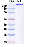 Anti-Human CD117/c-kit Reference Antibody (Opelkibart) – Figure 1 of 1