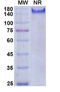 Anti-Human Coagulation Factor XI Reference Antibody (Osocimab) – Figure 1 of 1