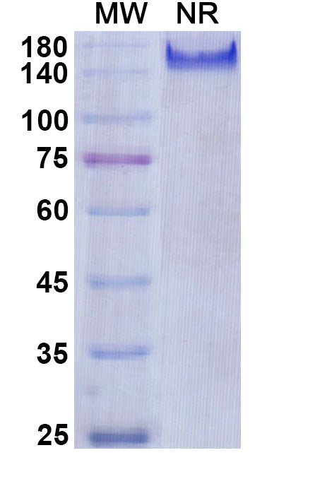 Anti-Human Coagulation Factor XI Reference Antibody (Osocimab) – Figure 1 of 1