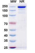 Anti-Human Coagulation Factor XI Reference Antibody (Gruticibart) – Figure 1 of 1