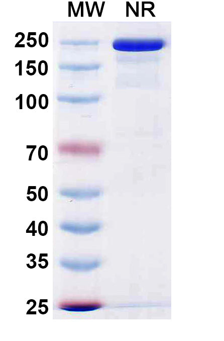 Anti-Human Coagulation Factor XI Reference Antibody (Gruticibart) – Figure 1 of 1