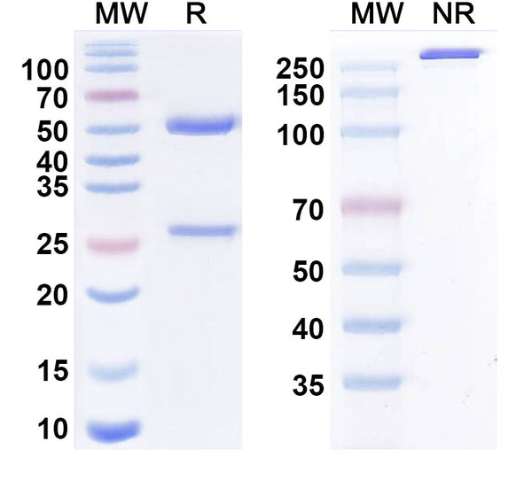 Anti-Human Coagulation Factor XI Reference Antibody (Amrecibart) – Figure 1 of 1