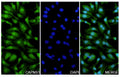 Hela cells were fixed with 4% paraformaldehyde for 20 minutes, followed by blocking with 5% goat serum for 1 hour. The cells were then incubated with a primary antibody targeting CAPNS1 (HY178014) at a concentration of 16 ug/ml overnight at 4°C. Afterward, the cells were incubated with a secondary antibody, Goat Anti-Rabbit IgG (Alexa Fluor-488) for 50 minutes at room temperature. The localization of CAPNS1 was visualized (shown in green), and nuclear DNA was stained with DAPI (shown in blue).