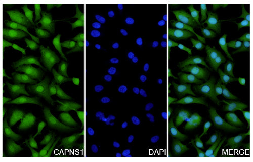 Hela cells were fixed with 4% paraformaldehyde for 20 minutes, followed by blocking with 5% goat serum for 1 hour. The cells were then incubated with a primary antibody targeting CAPNS1 (HY178014) at a concentration of 16 ug/ml overnight at 4°C. Afterward, the cells were incubated with a secondary antibody, Goat Anti-Rabbit IgG (Alexa Fluor-488) for 50 minutes at room temperature. The localization of CAPNS1 was visualized (shown in green), and nuclear DNA was stained with DAPI (shown in blue).