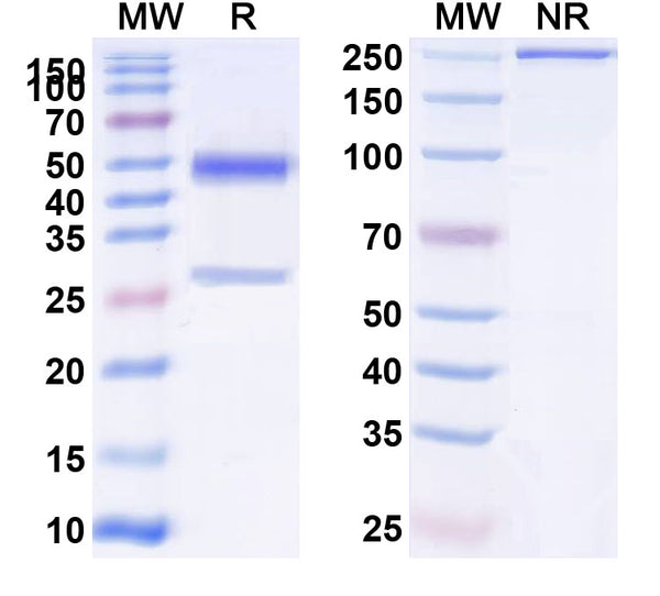 Anti-Human SERPINE1/PAI-1 Reference Antibody (MEDI-579) – Figure 1 of 1
