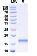 SDS-PAGE for Anti-Human SERPINE1/PAI-1 Nanobody (SAA1098)