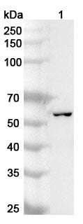 Western blot analysis was performed using anti-KRT7 polyclonal antibody at KRT7 on various samples.
Lane 1: Mouse lung lysate