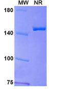 Anti-Human CD45 Reference Antibody (Apamistamab) – Figure 1 of 2