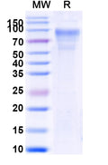Recombinant Human CD45/PTPRC Protein, C-His