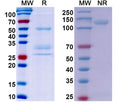 Anti-Human HGFR/c-MET Reference Antibody (Onartuzumab) – Figure 1 of 1