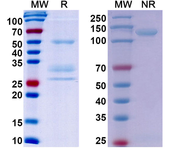 Anti-Human HGFR/c-MET Reference Antibody (Onartuzumab) – Figure 1 of 1