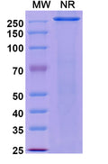 Anti-Human HGFR/c-MET Reference Antibody (Telisotuzumab) – Figure 1 of 2
