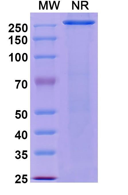 Anti-Human HGFR/c-MET Reference Antibody (Telisotuzumab) – Figure 1 of 2