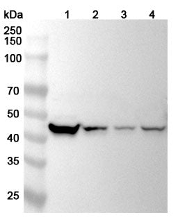 Western blot analysis was performed using anti-KRT18  polyclonal antibody at 1ug/mL on various samples.
Lane 1: HT-29 cell lysate
Lane 2: Hela cell lysate
Lane 3: A431 cell lysate
Lane 4: K562 cell lysate