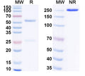 SDS-PAGE for Anti-Human HMGB1 Antibody (SAA0503)