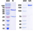 SDS-PAGE for Anti-Human HMGB1 Monoclonal Antibody (1A068)