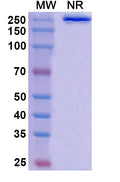 Anti-Human GM-CSF Reference Antibody (Lenzilumab) – Figure 1 of 1