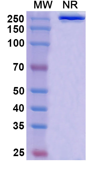 Anti-Human GM-CSF Reference Antibody (Lenzilumab) – Figure 1 of 1