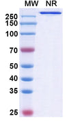 Anti-Human GM-CSF Reference Antibody (Gimsilumab) – Figure 1 of 1