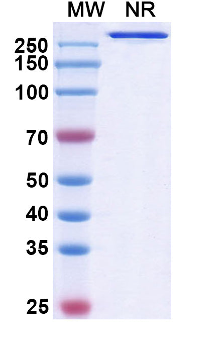 Anti-Human GM-CSF Reference Antibody (Gimsilumab) – Figure 1 of 1