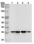 Western blot analysis was performed using anti-ANXA1 polyclonal antibody at 1ug/mL on various samples.
Lane 1: Hela cell lysate
Lane 2: A431 cell lysate
Lane 3: K562 cell lysate
Lane 4: Jurkat cell lysate