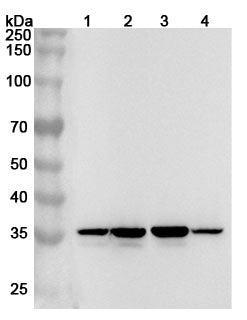 Western blot analysis was performed using anti-ANXA1 polyclonal antibody at 1ug/mL on various samples.
Lane 1: Hela cell lysate
Lane 2: A431 cell lysate
Lane 3: K562 cell lysate
Lane 4: Jurkat cell lysate