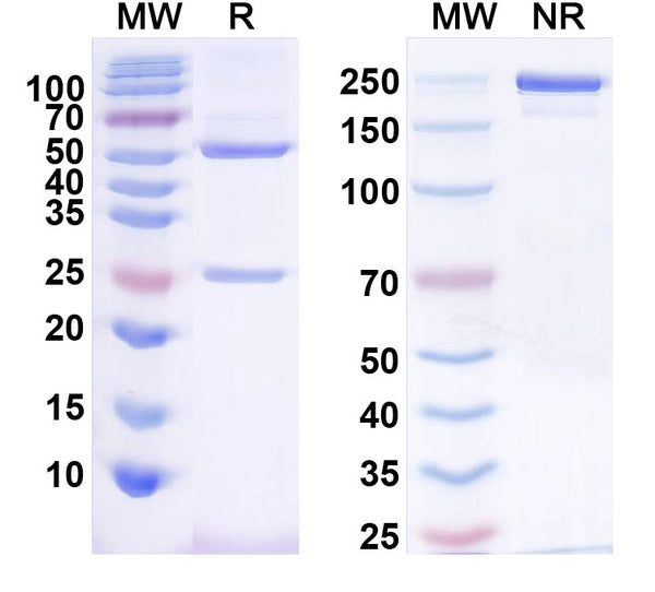 SDS-PAGE for InVivoMAb Anti-Human IL5 (Iv0021).