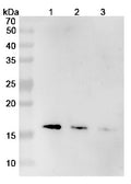 Anti-Human IL-5 Reference Antibody (Mepolizumab) – Figure 1 of 2