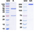 Anti-Human IL-5 Reference Antibody (Lasrekibart) – Figure 1 of 1