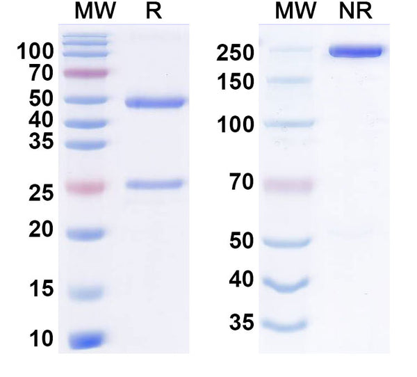 Anti-Human IL-5 Reference Antibody (Lasrekibart) – Figure 1 of 1