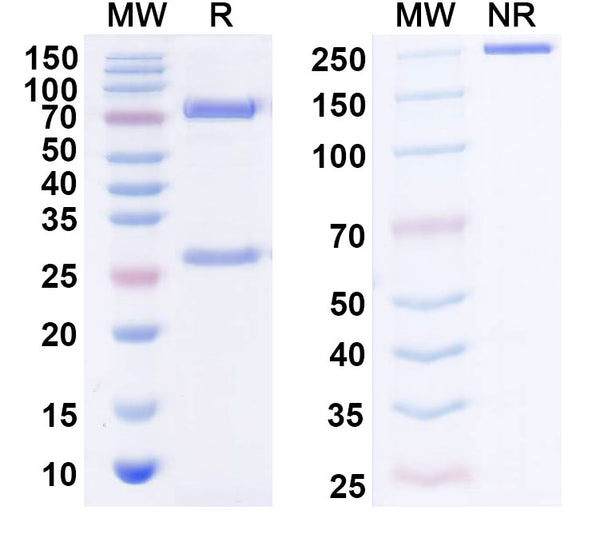 SDS-PAGE for Anti-Human FGF1/aFGF Antibody (SAA0436)