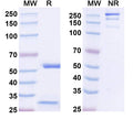 SDS-PAGE for InVivoMAb Anti-Human APP/Amyloid beta Antibody (mAb158).