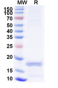 Recombinant Human APP Protein, N-His