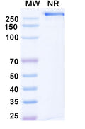 Anti-Human APP Reference Antibody (Gantenerumab) – Figure 1 of 5
