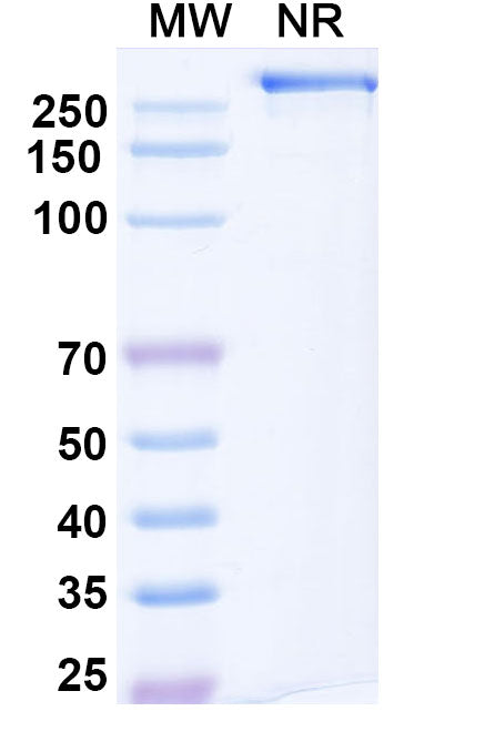 Anti-Human APP Reference Antibody (Gantenerumab) – Figure 1 of 5