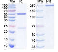 SDS-PAGE for Anti-Human APP/Amyloid beta Antibody (10D5)