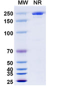 Anti-Human APP Reference Antibody (Aducanumab) – Figure 1 of 1