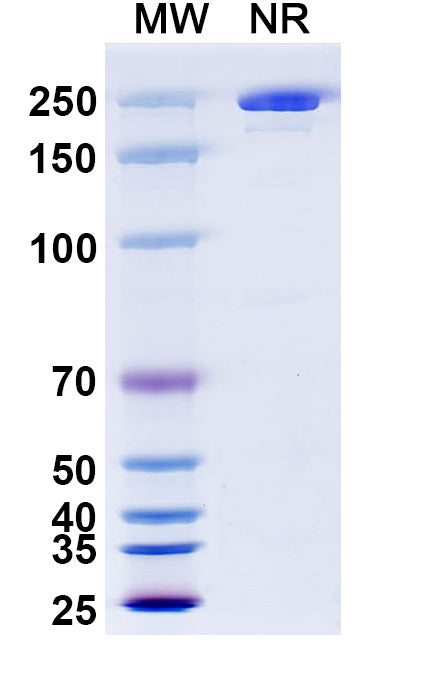 Anti-Human APP Reference Antibody (Aducanumab) – Figure 1 of 1