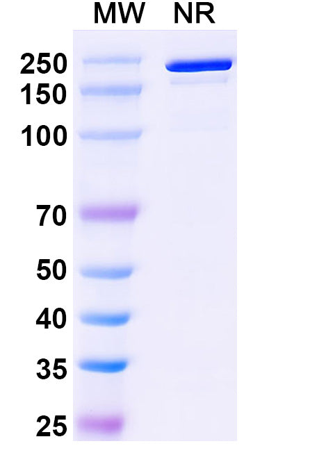 Anti-Human APP Reference Antibody (Solanezumab) – Figure 1 of 1